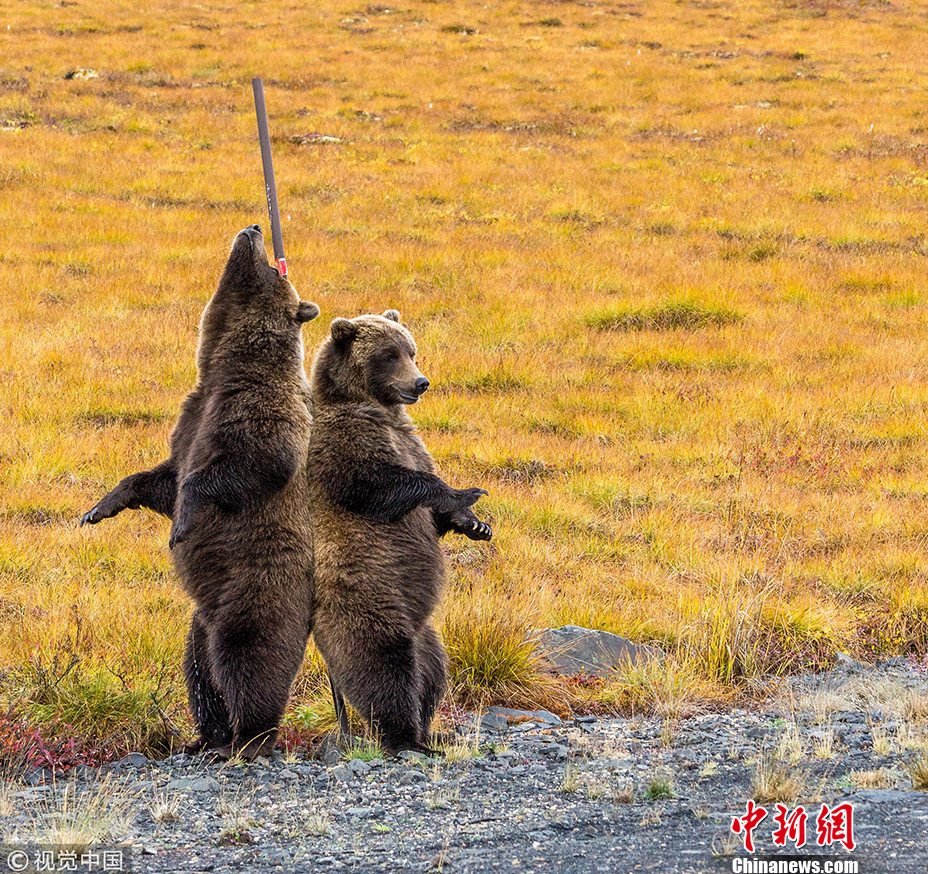 包含灰熊遭遇背靠背失利，排名下滑不断的词条