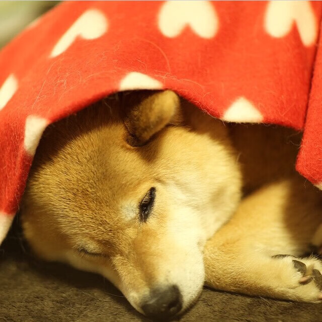 开云体育-意甲焦点战之夜，莱奥数据全面爆炸，闪耀圣西罗