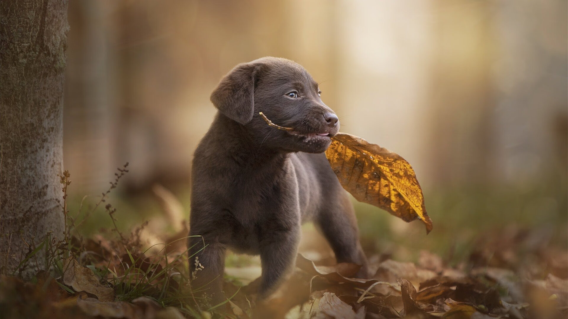 数据狂飙VS血肉鏖战，萨内的数字魔法与瑞士澳洲的钢铁碰撞
