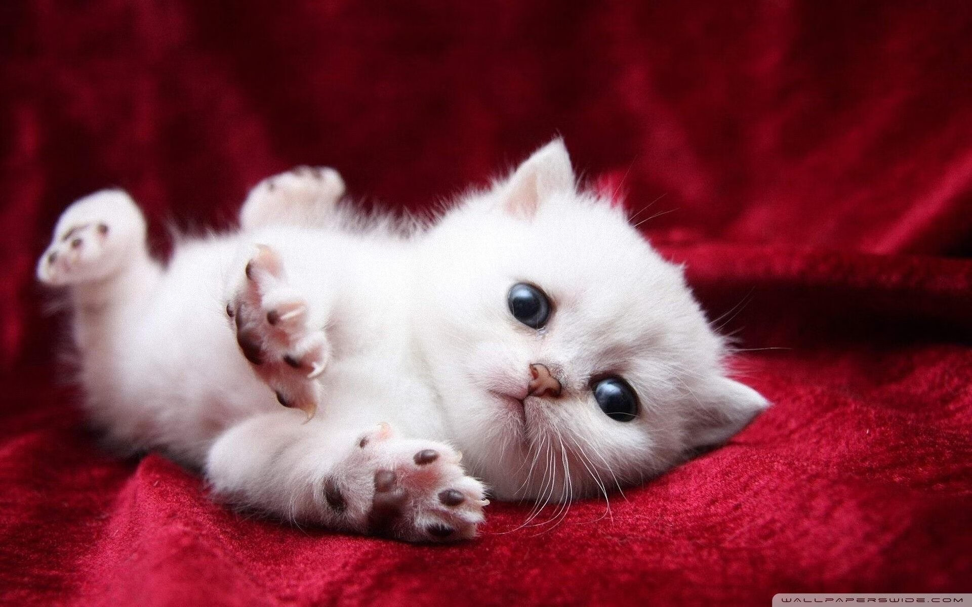 卡瓦哈尔，大场面先生的传奇与伊朗击败几内亚的胜利启示