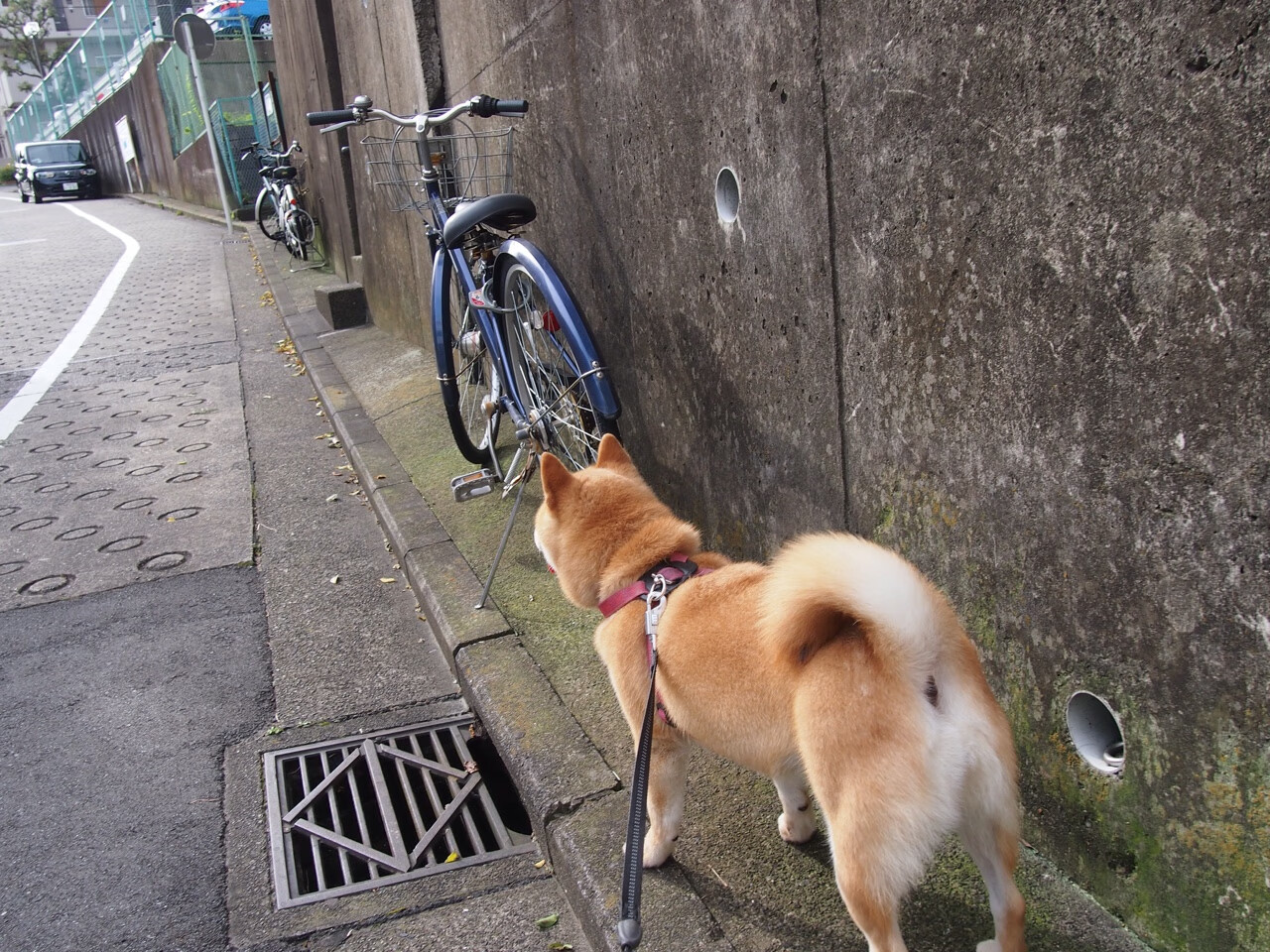 开云平台-亚洲铁闸震撼美洲！金玟哉数据全面爆炸引领秘鲁力克加拿大