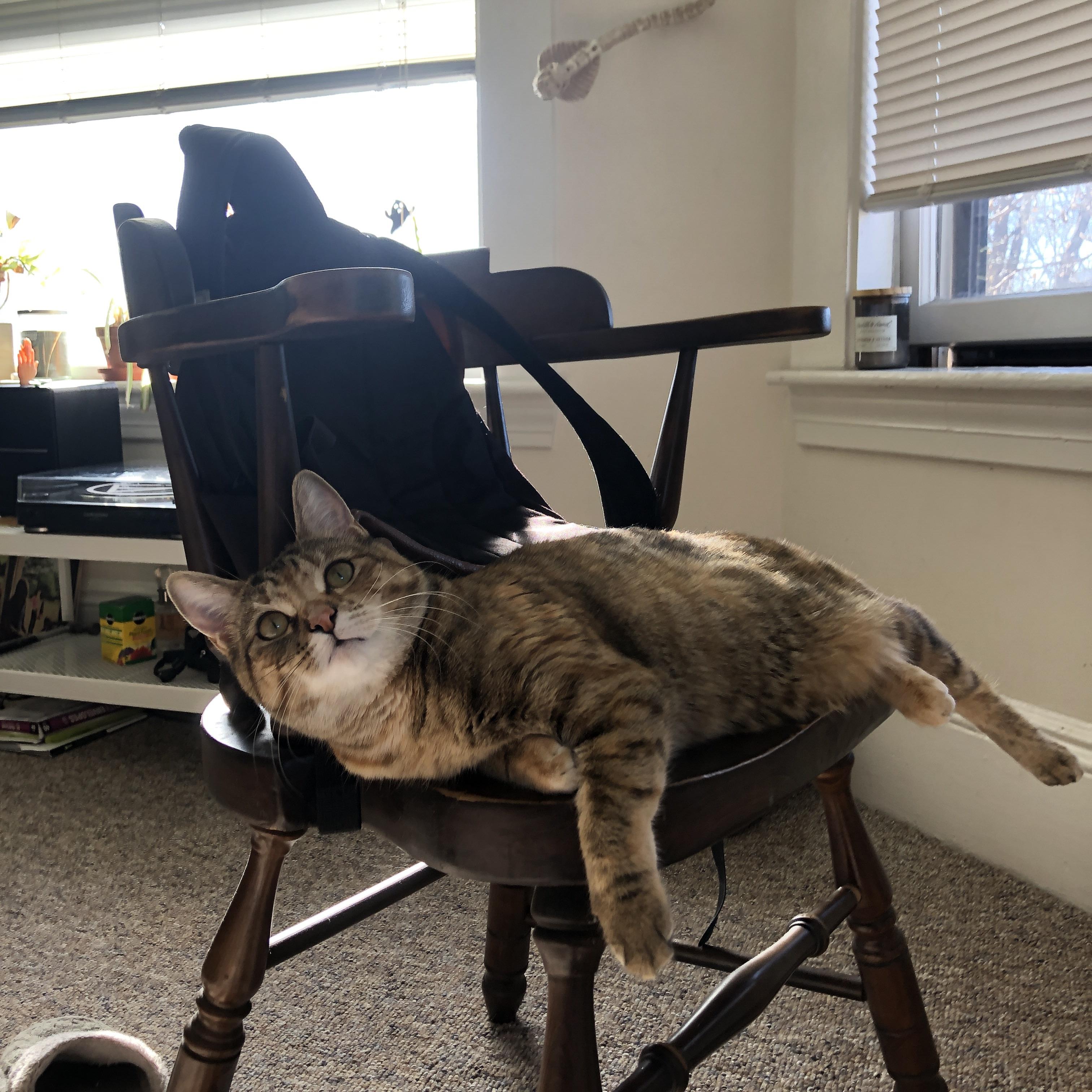 开云下载-加克波压制级发挥主宰赛场，奥地利补时绝杀芬兰引爆欧洲杯预选赛激情夜