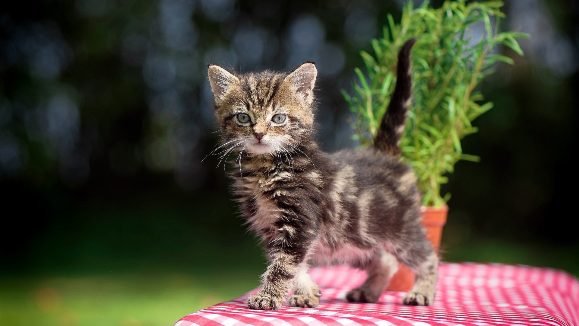 开云体育下载-绝杀时刻，美国队加时鏖战力克亚特兰大，新星努涅斯献载入史册的制胜表演