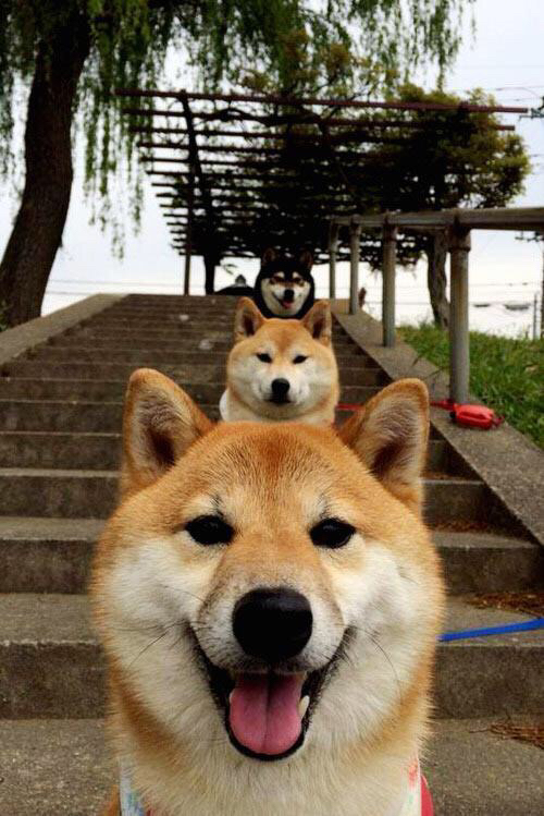 篮球世界观,当孟菲斯的铁血遇见锡安的神迹