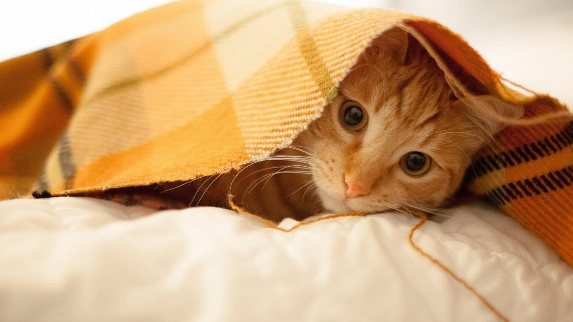 开云体育入口-跨越万里的决胜共鸣，火箭鏖战广东与米切尔西甲封神，诠释篮球终极底色