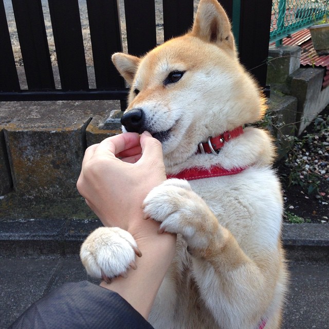 新王登基与铁蹄过境,当班凯罗的火焰照亮雄鹿踏平的废墟