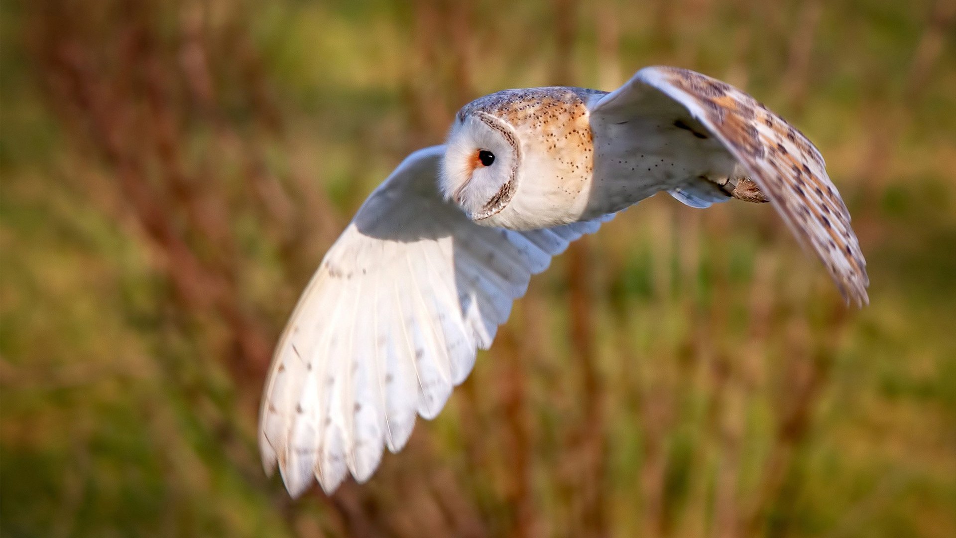 控局者蒂亚戈，英超争冠夜，一人的中场统治