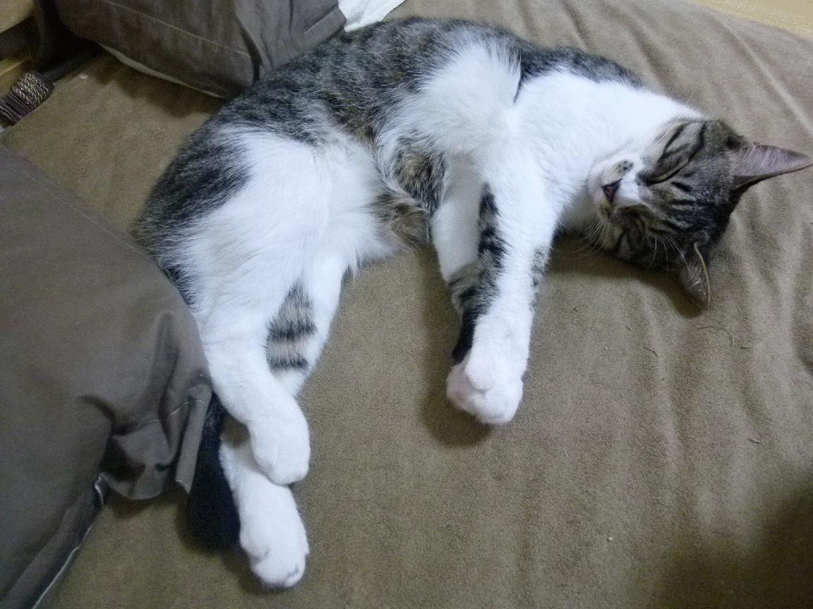 跨界竞技的智慧，NBA总决赛焦点战与利物浦稳稳拿下巴西的战术交响