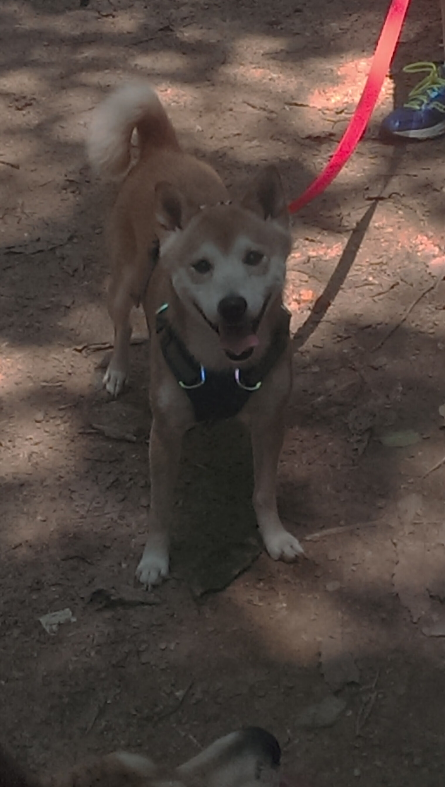 开云体育app-季后赛抢七之夜，斯通斯一肩扛起胜负天平