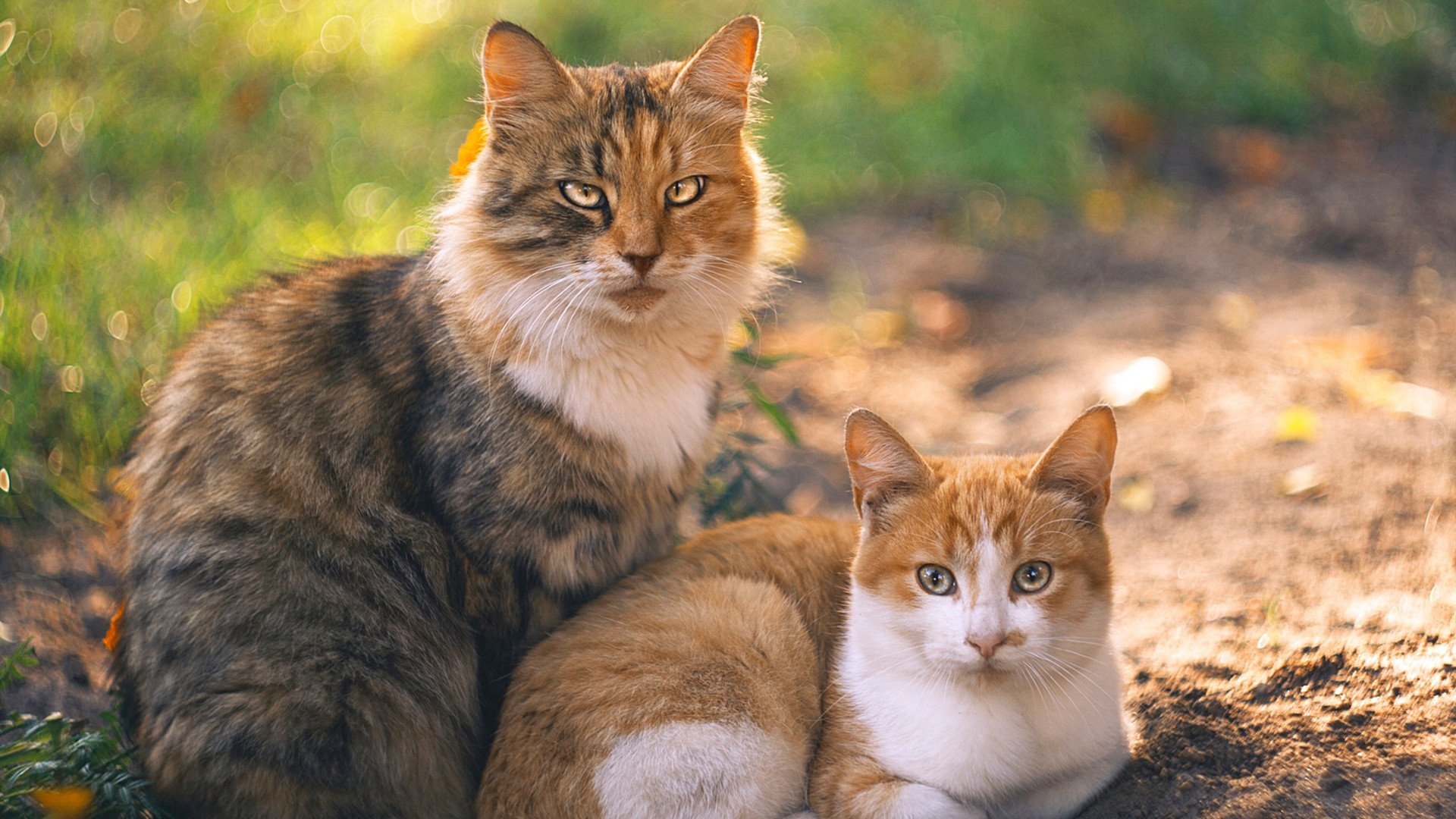篮网火力全开压制尼克斯,戈贝尔关键先生定胜局