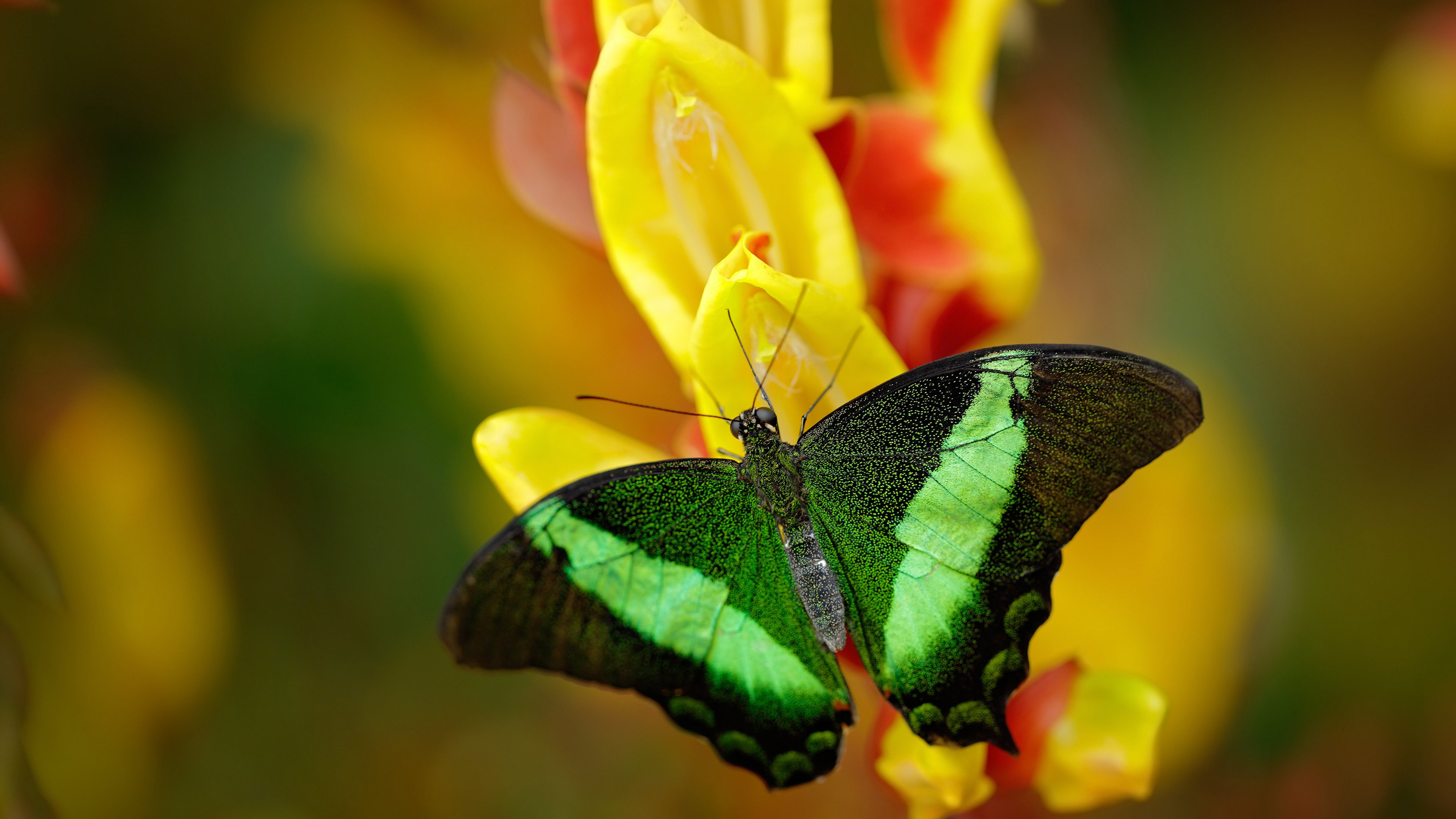 东契奇独揽40+三双,雷霆力克爵士,他就是无争议的赛场主宰