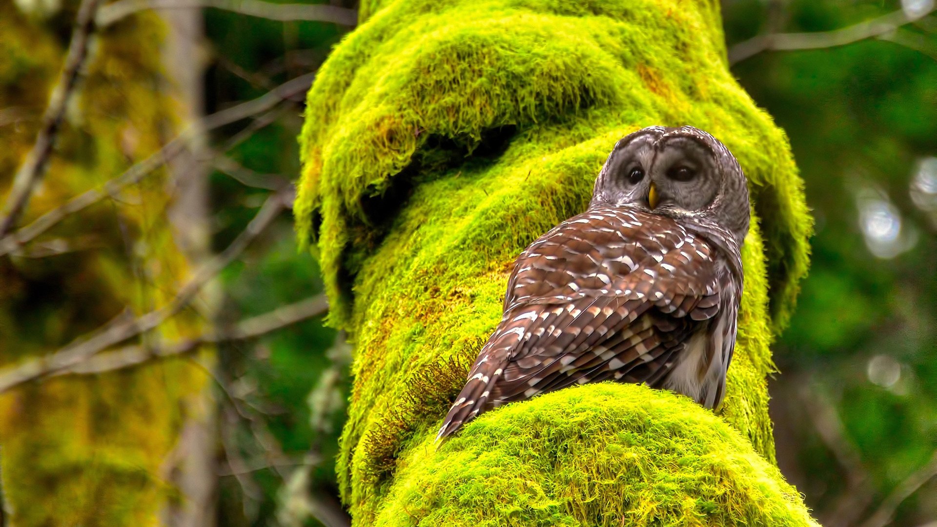 开云体育app-西决生死战，老鹰爆冷逆袭，辽宁队意外折戟