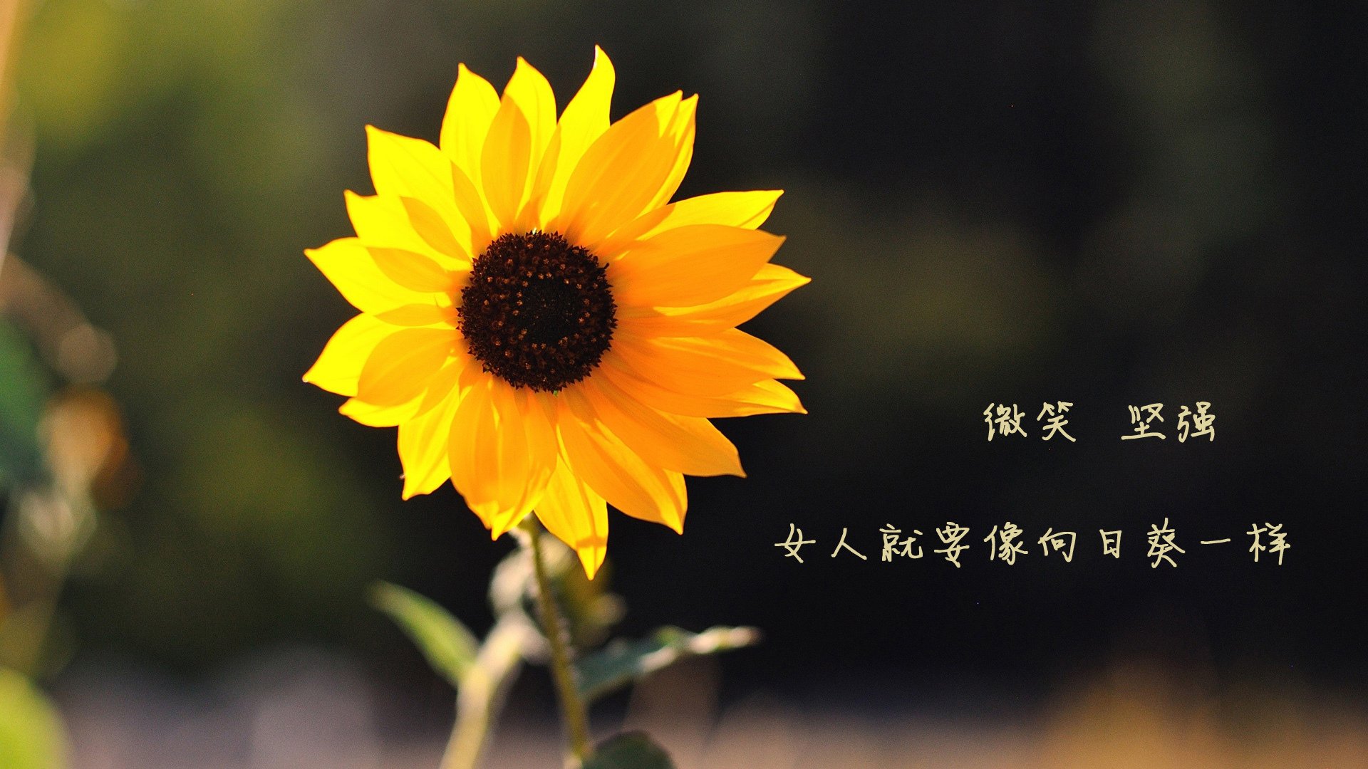 开云平台-绿茵双面镜，劳塔罗的完美风暴与北欧童话的非洲血战