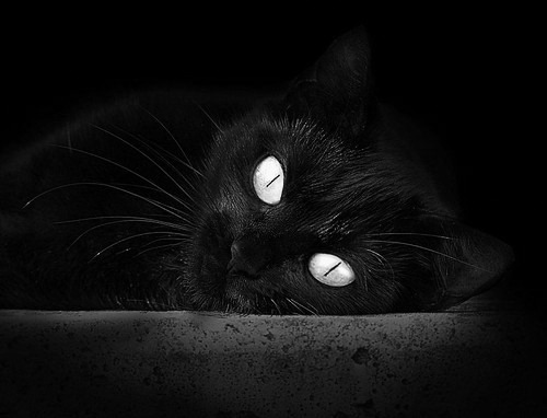 绝境狂舞,欧冠淘汰赛之夜的篮球刺客