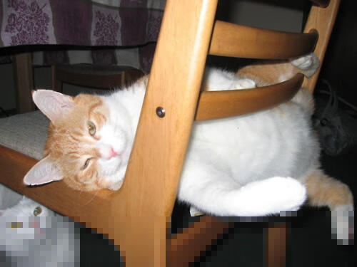 F1争冠夜与绿军领袖，压力熔炉中诞生的王者