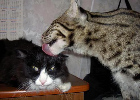 开云平台-一剑封喉，卡拉斯科的血战艺术，马里与乌拉圭的双面镜鉴