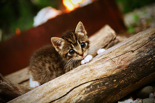 逆转奇迹与接管时刻,土耳其足球与伊萨克篮球的辉煌篇章