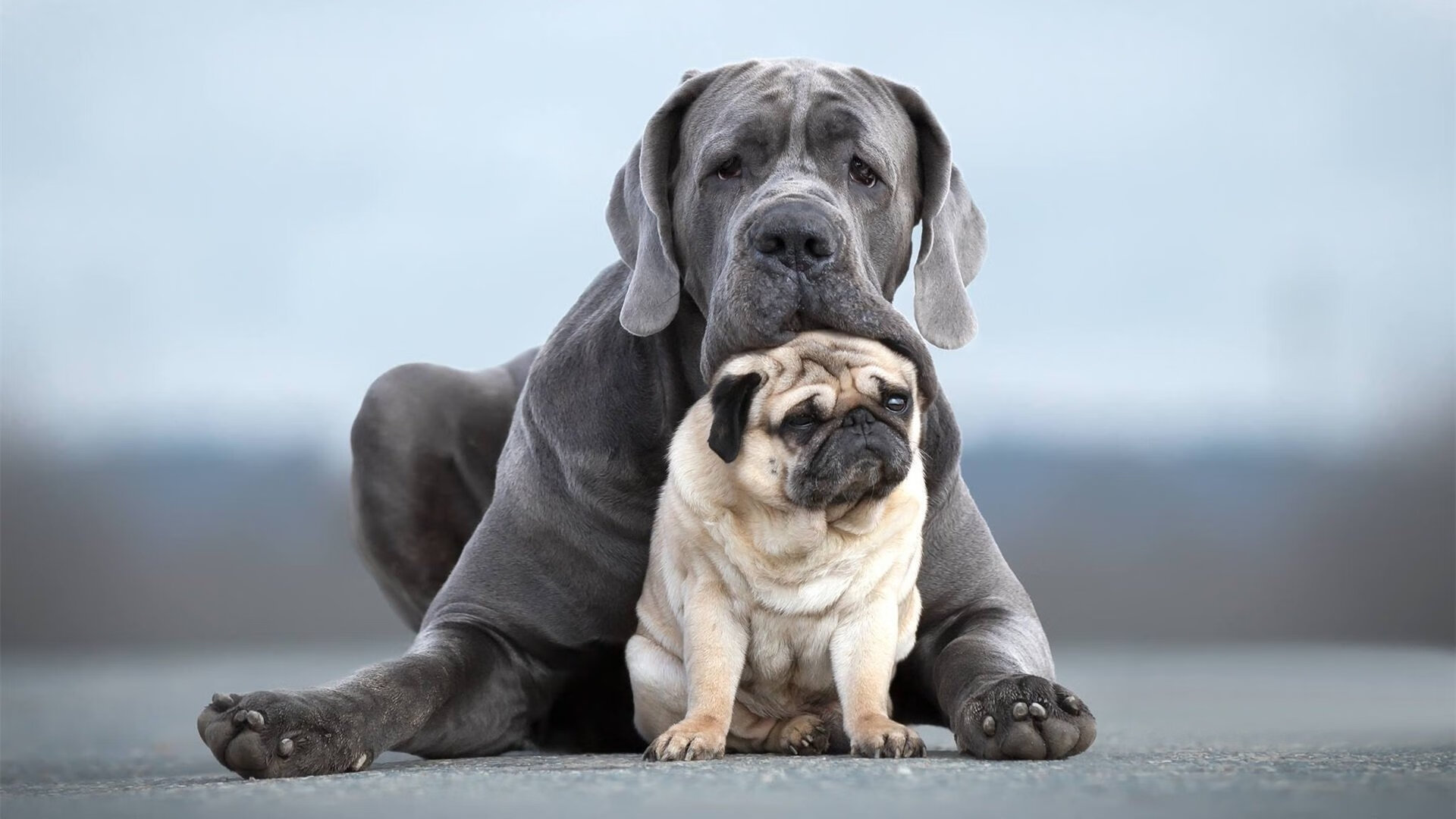 意甲焦点战之夜见证硬仗之王,库尔图瓦一夫当关定江山