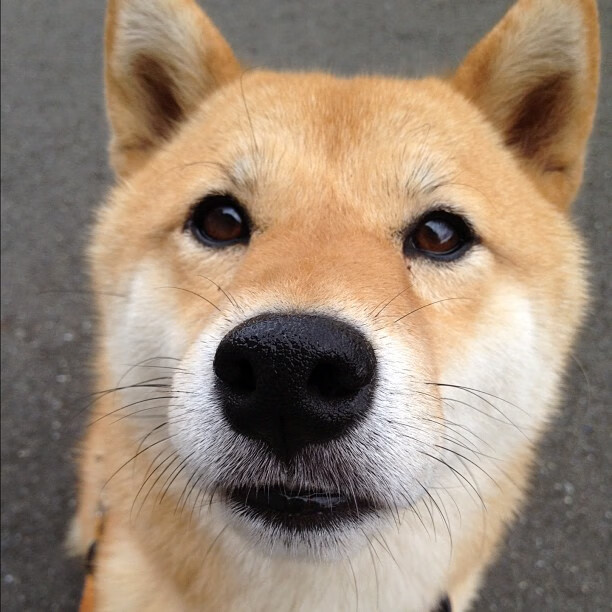 夜战巴林，爱德华兹的绝对统治—F1新赛季揭幕战点燃战火