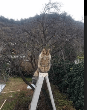 开云体育APP下载-独行侠力克公牛，塔图姆总决赛接管比赛，NBA巅峰之战的荣耀与传奇